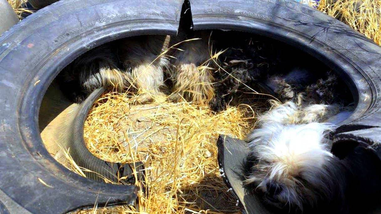 Они уже были ОЧЕНЬ ВЯЛЫМИ когда их нашли в старой шине под палящим солнцем