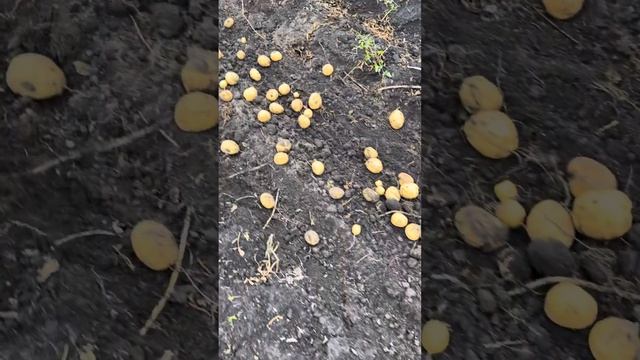 Дуже смачний та супер урожайний сорт картоплі Карелія