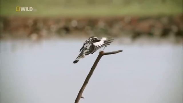 Animal Documentary 2022 Nature Wildlife Animals 2022 HD