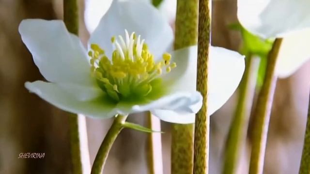 будем планету беречь (фон)