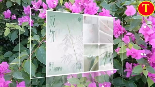 贴身衣服品牌有棵树官宣成毅为全球品牌代言人，彼此成就共赴美好