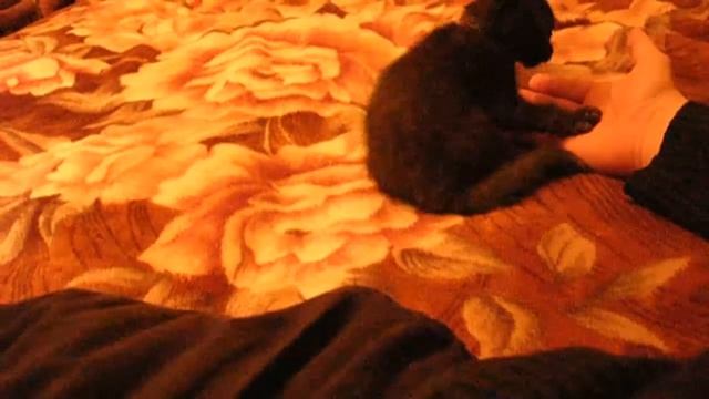 Неутомимый котэ!!! (2.5 месяца) смотреть онлайн