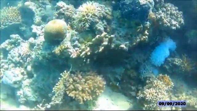 2020-09-09 - Egipt - Marsa Alam - Brayka Bay Resort - Nurkowanie смотреть онлайн