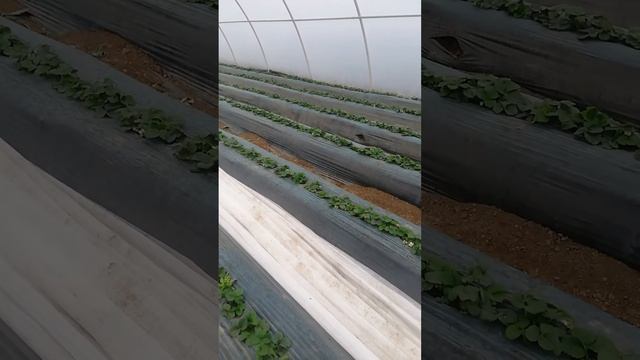 Отправить смотреть онлайн