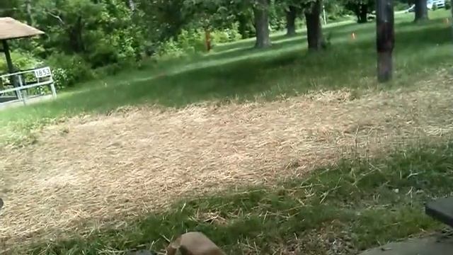 The cicadas are back смотреть онлайн