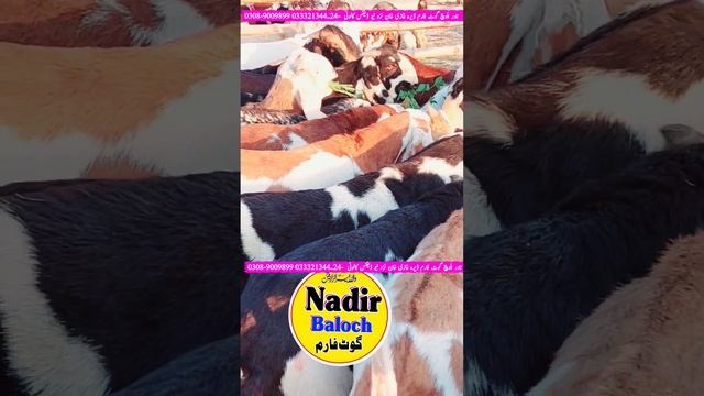 Most Beautiful Rajanpuri Ablak | Shera print | Makhi Cheena | 400 KG Weight Karney Walay Bakray смотреть онлайн