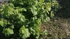 Смородина сорта Русалка. Созревание.