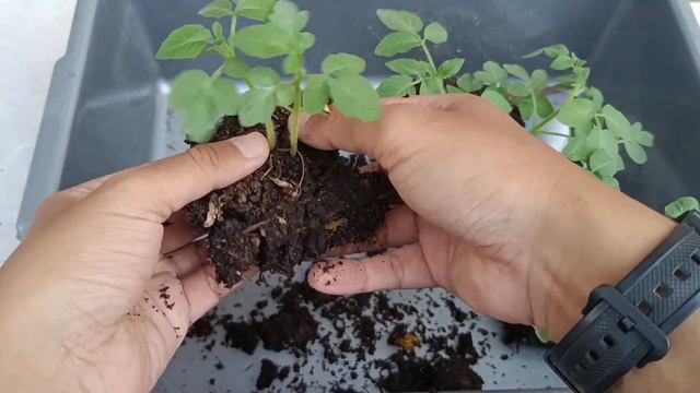 Awesome Creative Idea || Growing Tomato use Old sacks || can be harvested many times смотреть онлайн
