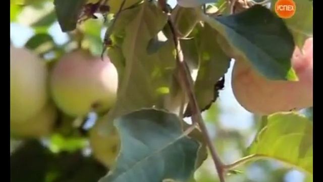 04Совхоз им Ленина Мое дело 65 часть 1 смотреть онлайн