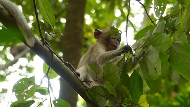 Cute gril! The real life situation teenager GiGi monkey after stopped milk is happy смотреть онлайн