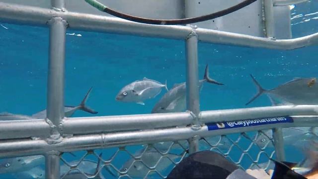 Great white shark cage diving, 29/12/17 at Neptune Island, from Port Lincoln South Australia смотреть онлайн