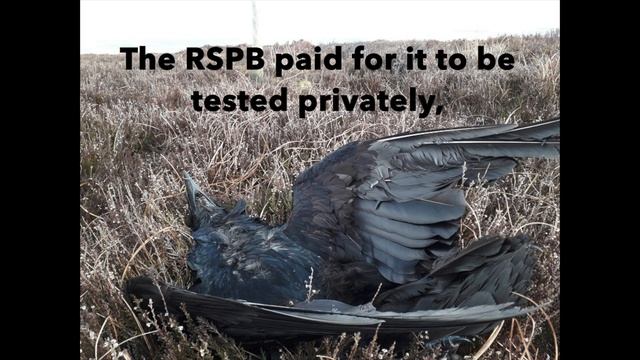 Raven poisoned in Peak District National Park смотреть онлайн