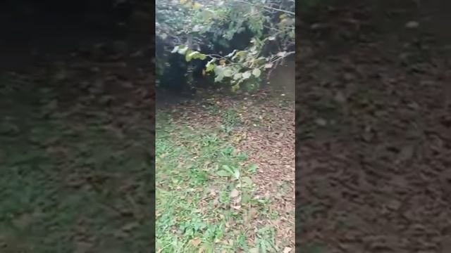 Дед Фейлудин разбил легендарную кружку ТВ МАЕСТРО смотреть онлайн