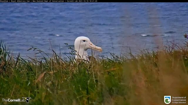 Live Royal Albatross (New Zealand) #RoyalCam - Королевский альбатрос (Новая Зеландия) смотреть онлайн