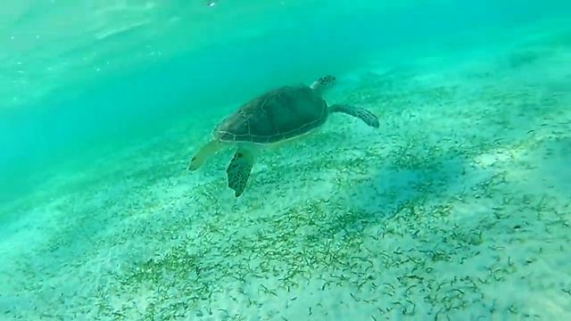 Hotelux Oriental Coast Marsa Alam Turtle