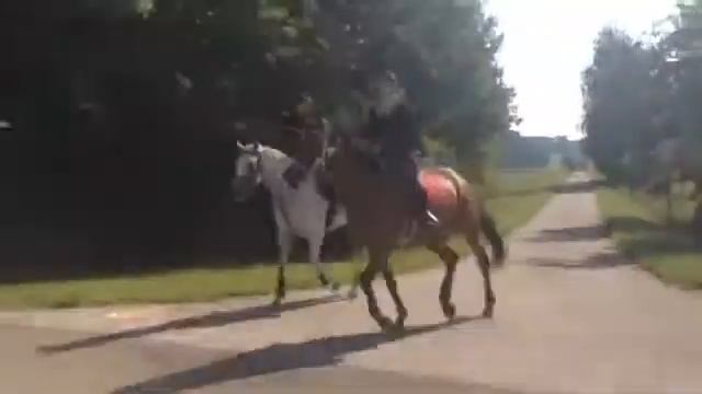 Elbersroth Distanz 2015 - 61 Km смотреть онлайн