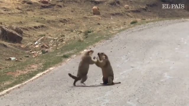 Dos marmotas se pelean por cortejar a una hembra смотреть онлайн