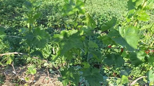 Виноградник перед цвітінням, 2021р. Стан прививок. смотреть онлайн