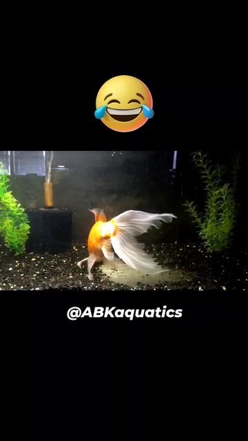 Look At My Monster Comet Goldfish "Big Papa" 👀🔱 | Tank Buster #fishheads #fishtank #goldfish #short смотреть онлайн