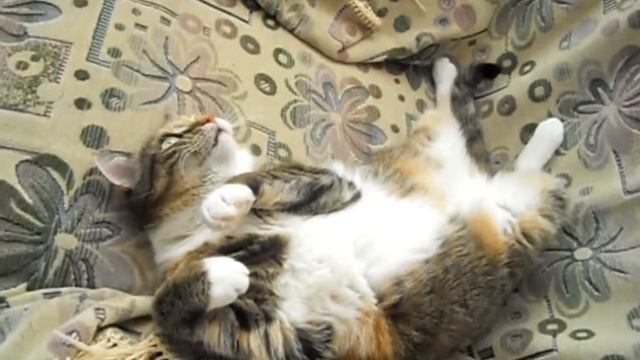 Кошка Даша/Cat Dasha смотреть онлайн