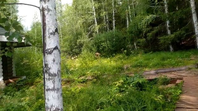 Купель и часовня Серафима Саровского в Говырино смотреть онлайн