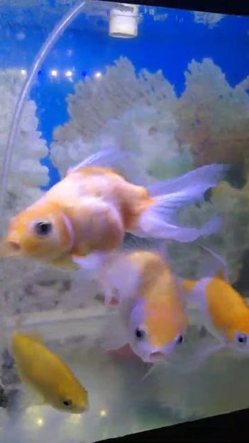 ikan mas koki, ikan manfish, ikan mas,ikan komet смотреть онлайн
