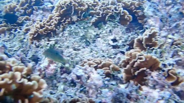 Bora Bora - snorkeling at the Hilton смотреть онлайн