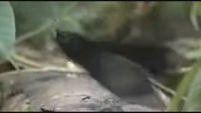 Зачетная пти4ка смотреть онлайн