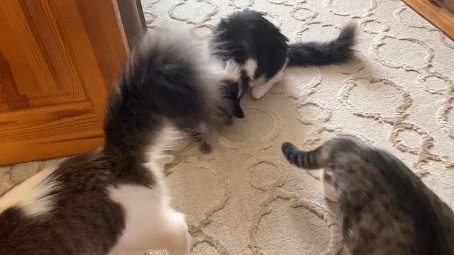 анука давай_ка видео не мое #А_ну_ка_Давай_ка смотреть онлайн