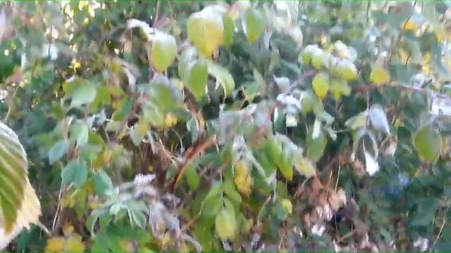 УБРАЛИ ВИНОГРАД// ЗАМОРОЗОК // ПОЛУЧИЛА ПОСЫЛОЧКУ. смотреть онлайн