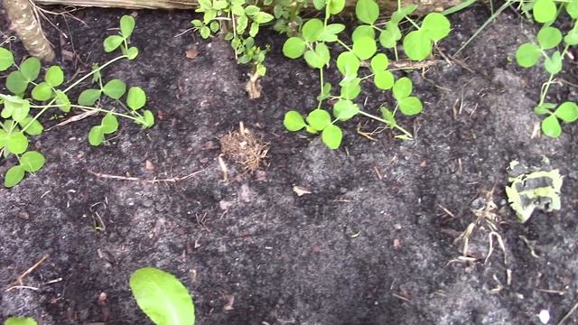 MVI 1764 - My Dad's 2019 Snow Pea Growing P2/3 смотреть онлайн