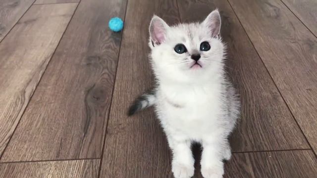 Самый милый котик 🧸