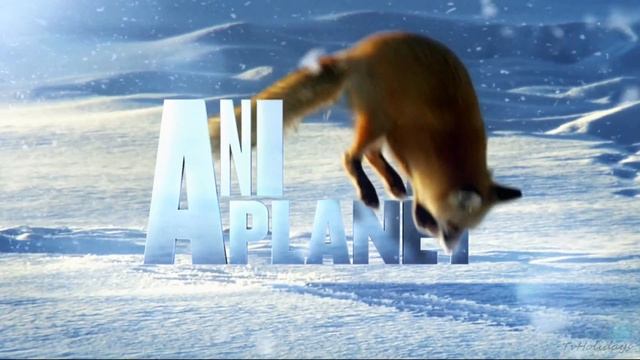 Animal Planet HD UK Idents 2014 Hd1080