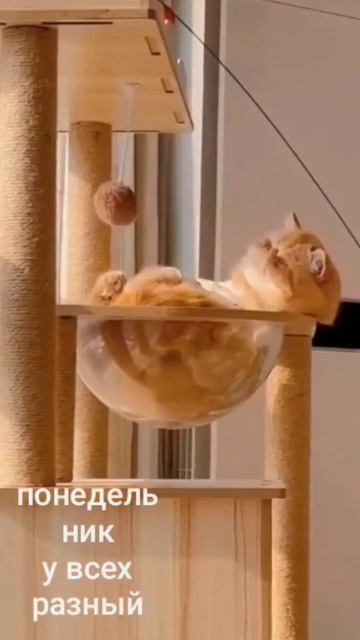 2 июня 2024 г. смотреть онлайн