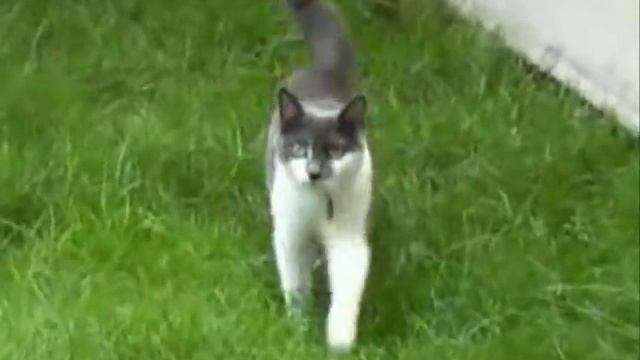 Коты атакуют!