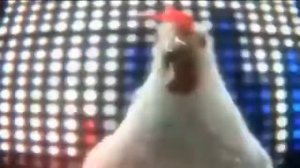 Курица поет. Песня курицы