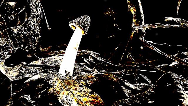 Vladimir Dubyshkin - Бабкины грибы смотреть онлайн