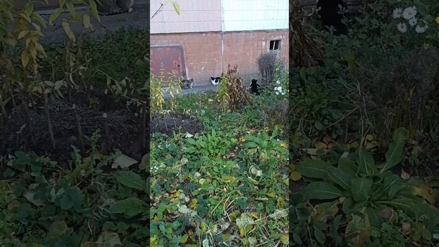 Наблюдение за животными.Animal Watching. смотреть онлайн