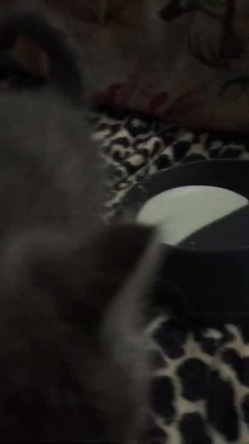 Вот так крохотный котенок первый раз пьет заменитель кошачьего молока смотреть онлайн