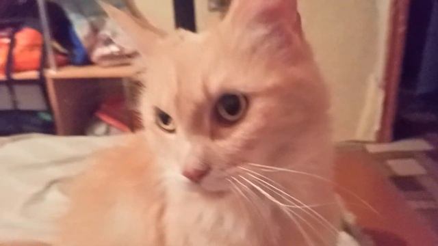 Злая кишка вышла из спячки и рада, что в воскресенье ничего не случилось! смотреть онлайн