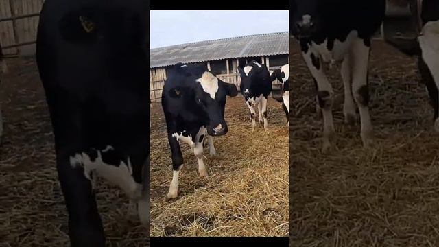 400 голов племенных нетелей в продаже. продажа КРС живым весом смотреть онлайн