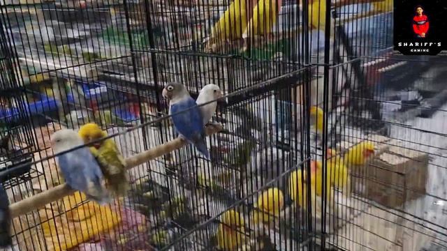 Visiting Pet planet shop||#pets #pet #petshop #parrot #parrots #parrotlover #petplanet #shivajinaga смотреть онлайн