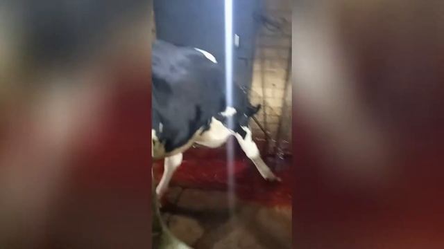 Убиваем Бычка. 18+ смотреть онлайн