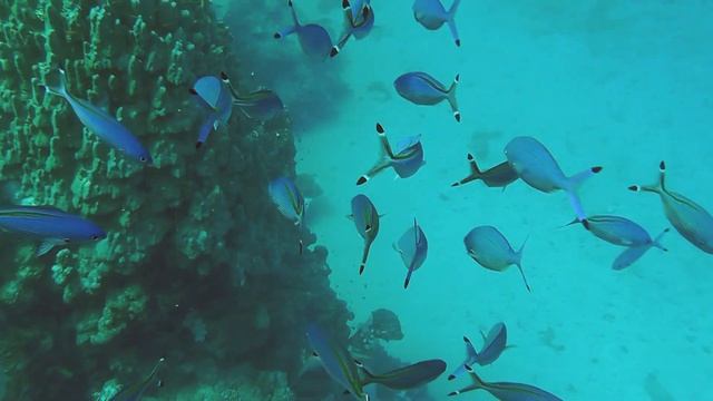 Abu Dabur Housereef HD смотреть онлайн