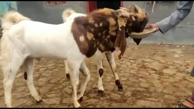 Totapari male Jodi full aggressive 10 month 45 weight 36 height смотреть онлайн