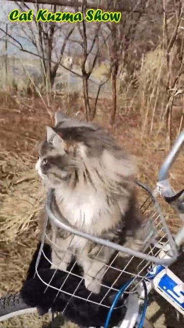 Прогулка на велосипеде #кот Кузьма #shorts смотреть онлайн