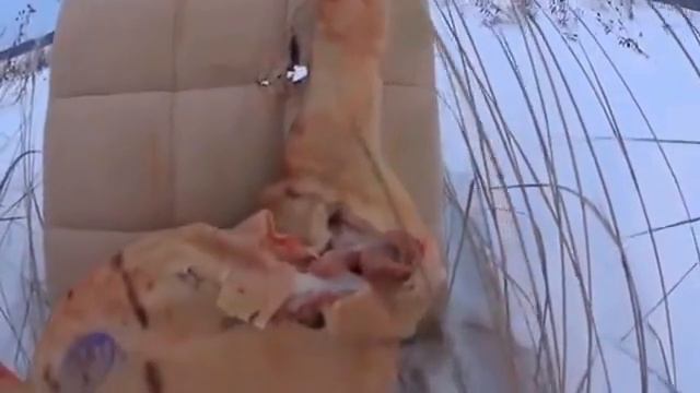 Самый опасный патрон 12 к 2 шара с тросиком Впервые на Ютуб смотреть онлайн