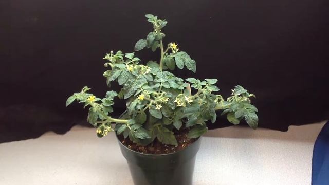 Micro Dwarf Venus Tomato Plants 5 Inches Tall смотреть онлайн