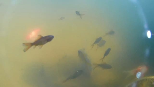 комети і шубункіни у вересні смотреть онлайн