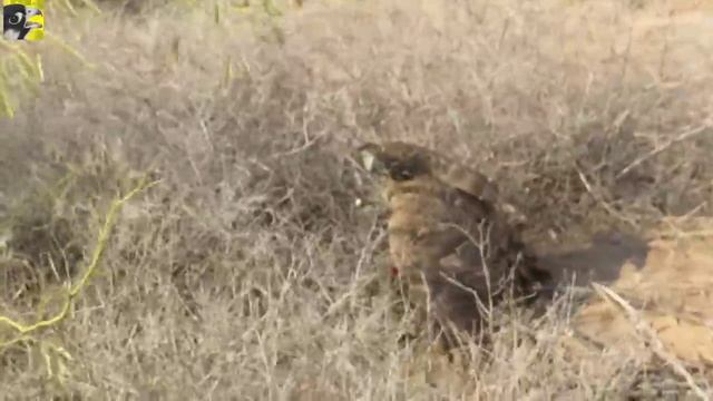 Wonderful partridge hunting with katta || Best goshawk hunting Jan:22 || Raptors Today смотреть онлайн